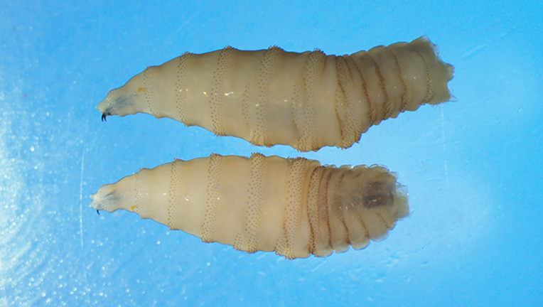 California health officials warn of flesh-eating New World Screwworm parasite