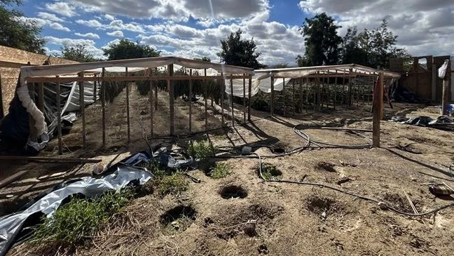 Five Arrested, Over 2,800 Marijuana Plants Seized in Taft and Maricopa Raids